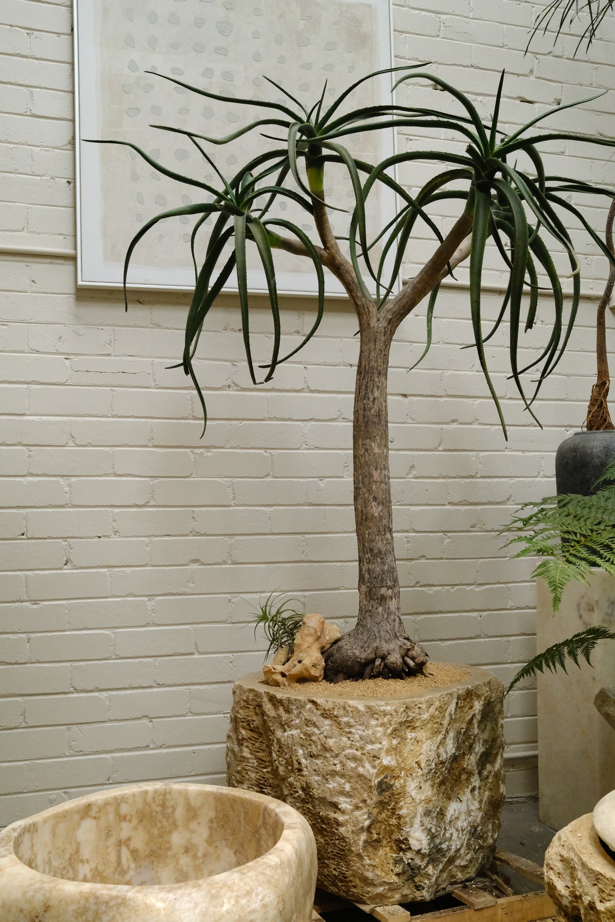 Tree Aloe + Raw Onyx Planter
