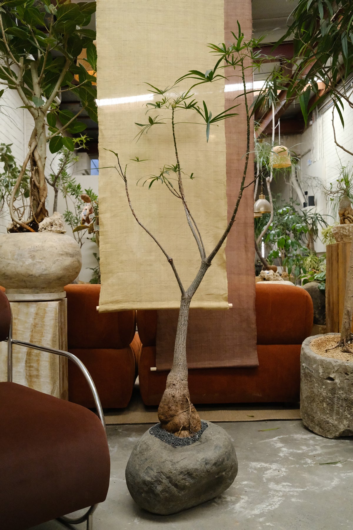 Queensland Bottle Tree + River Stone Planter