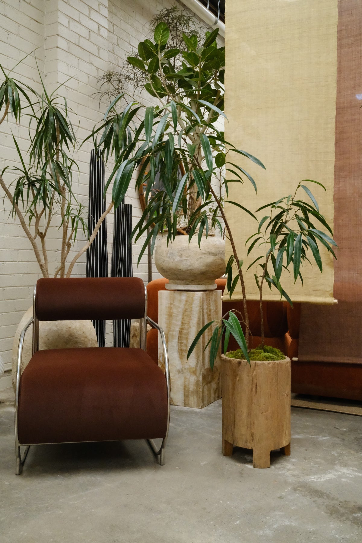 Banana Leaf Ficus + Vintage Teak Planter