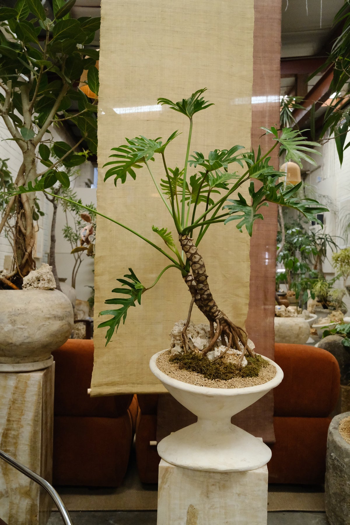 Philodendron Xanadu + Off Kilter Planter, White
