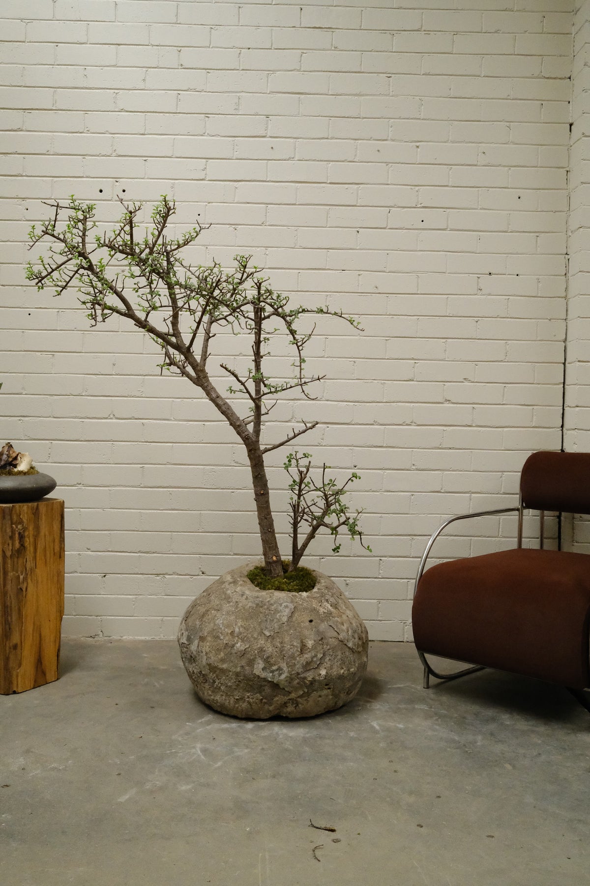 Jade Tree + Vintage Limestone Egg