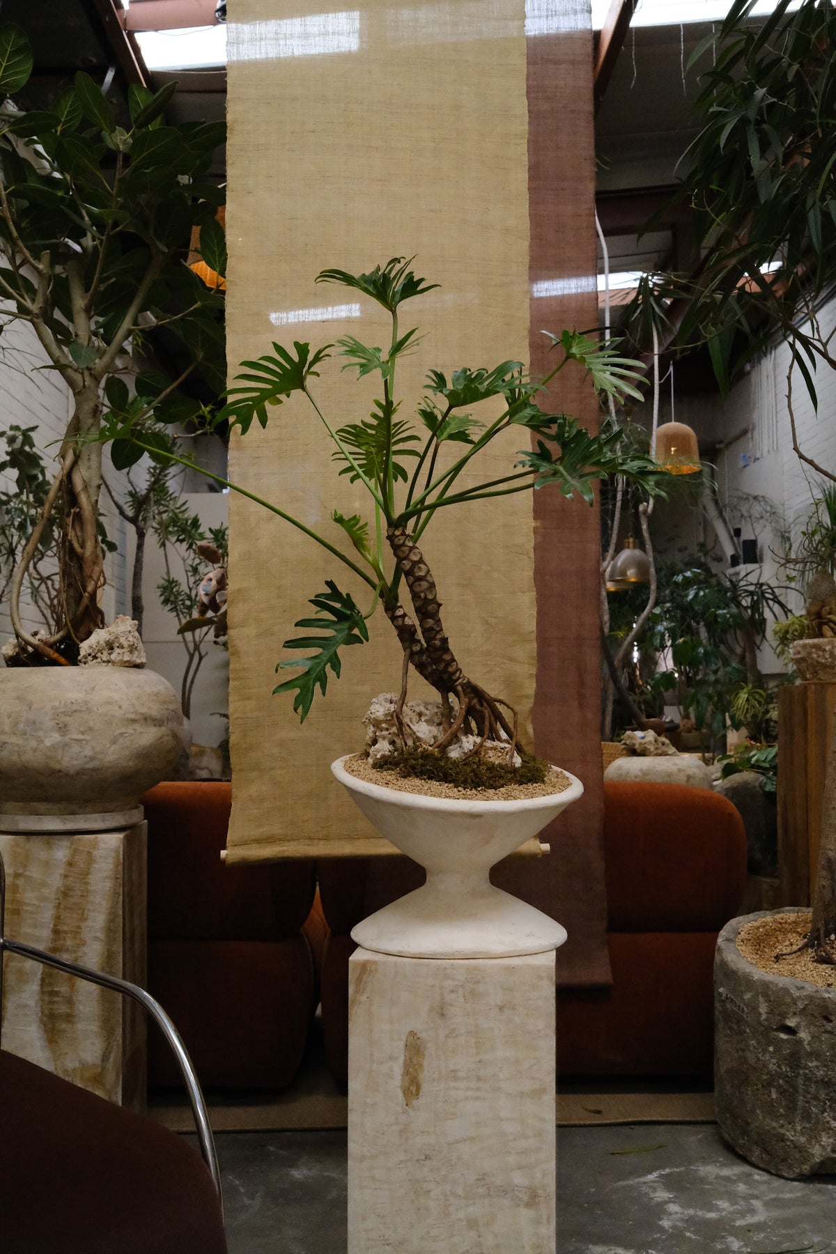 Philodendron Xanadu + Off Kilter Planter, White