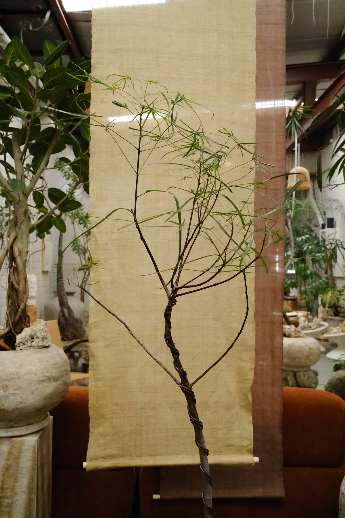 Queensland Bottle Tree + Vintage Limestone Planter