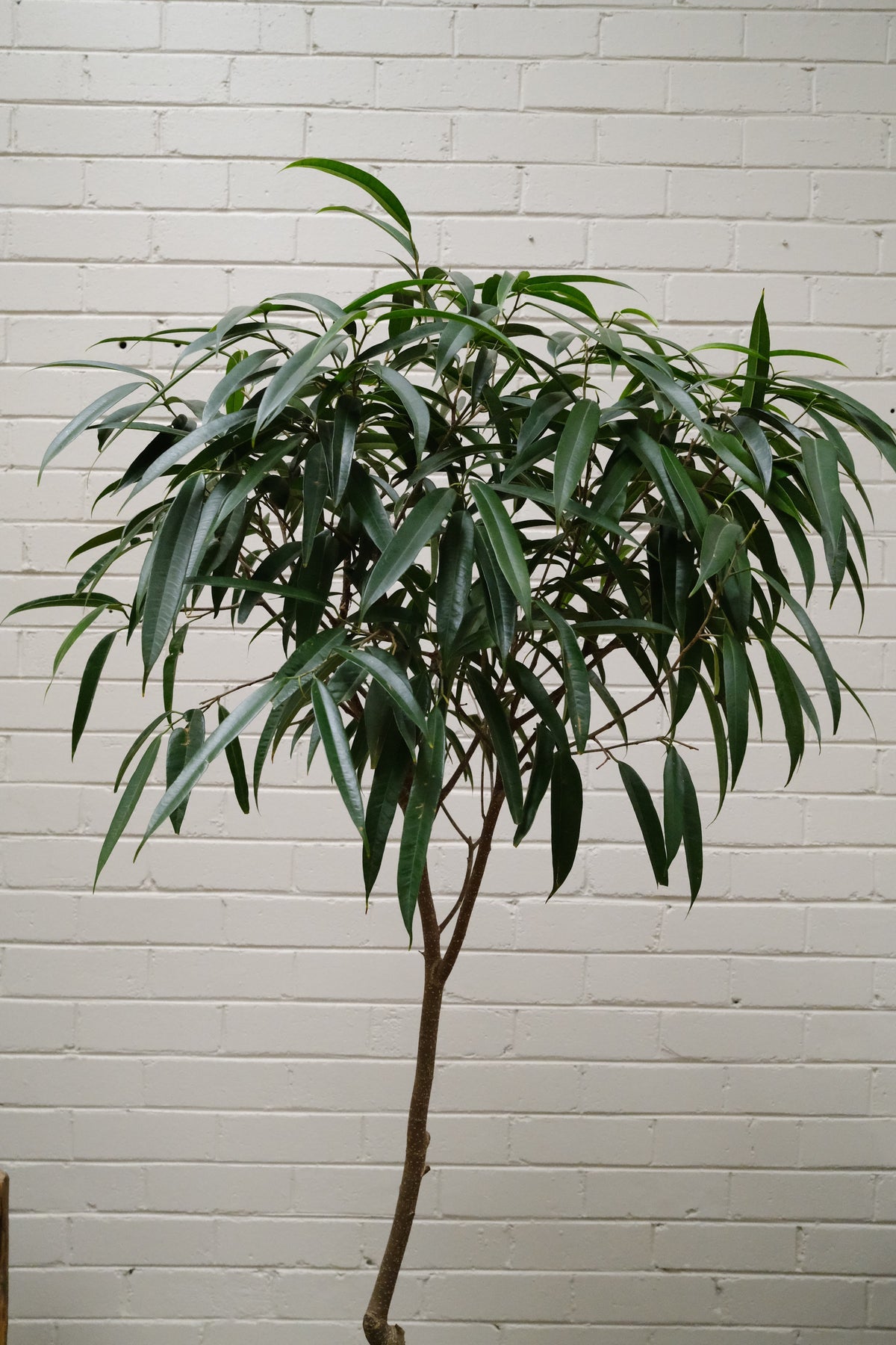 Banana Leaf Ficus + River Stone Planter