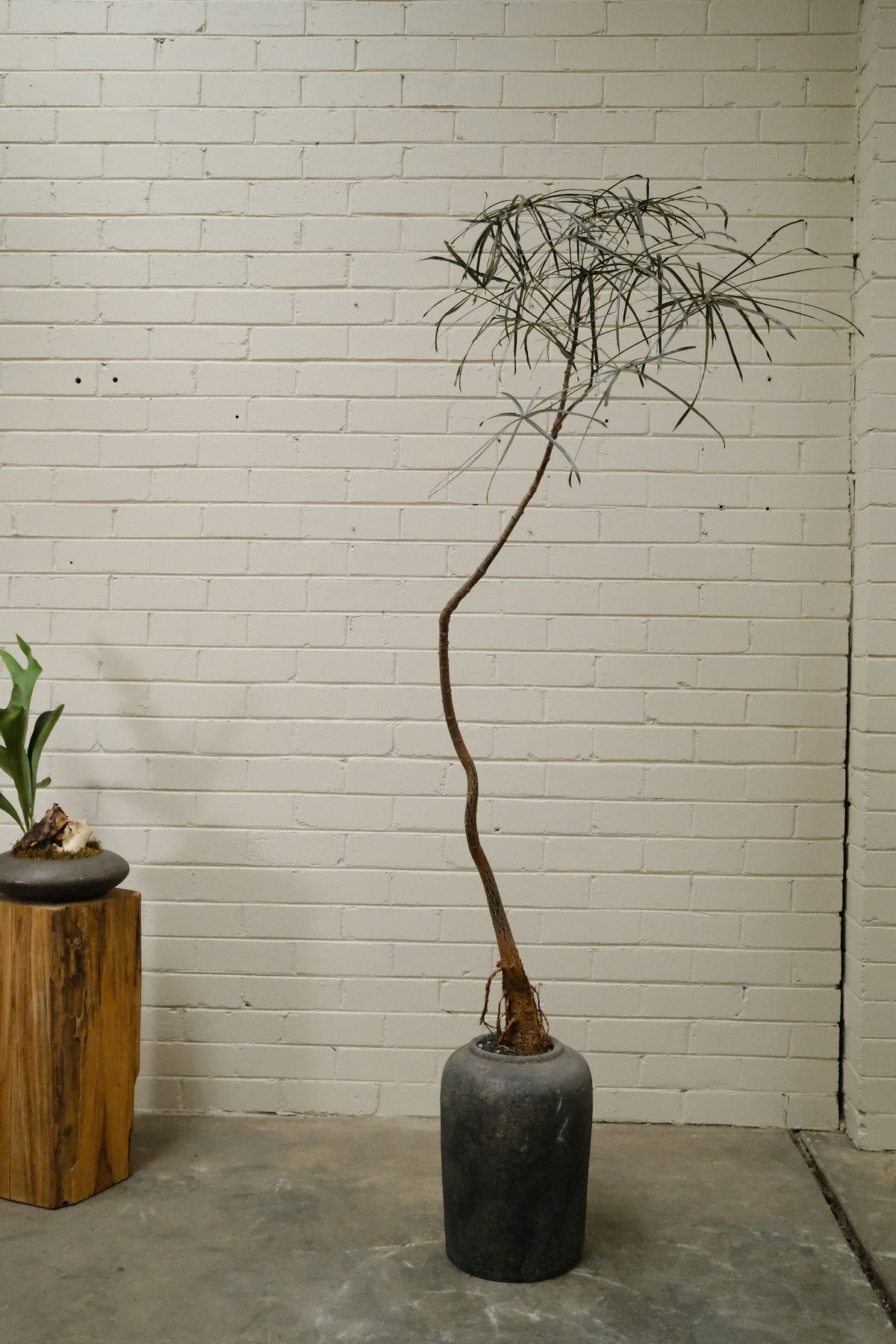 Queensland Bottle Tree + Lunar Drift Planter, Noir
