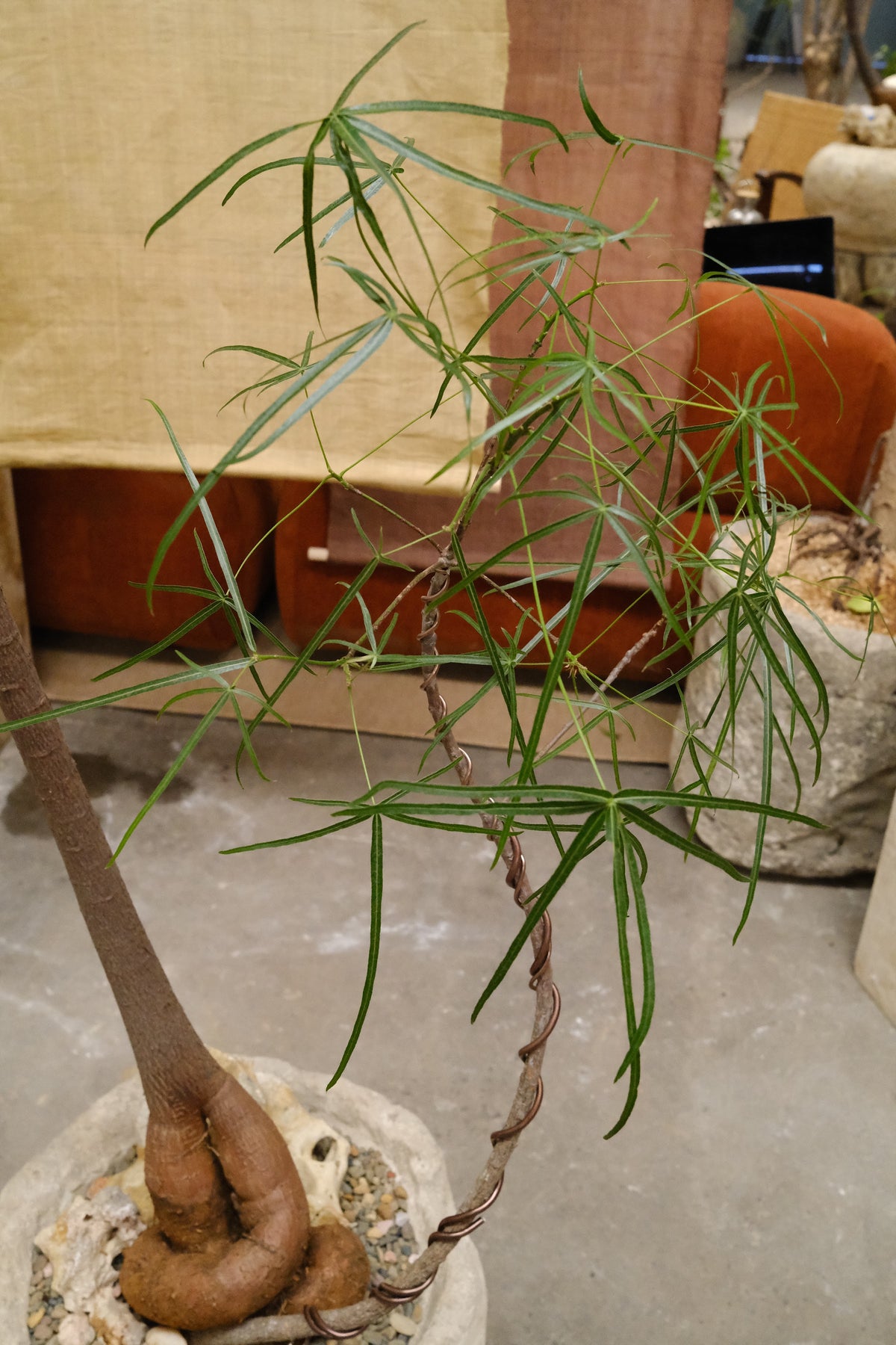 Queensland Bottle Tree Forest Duo + Round Limestone Planter