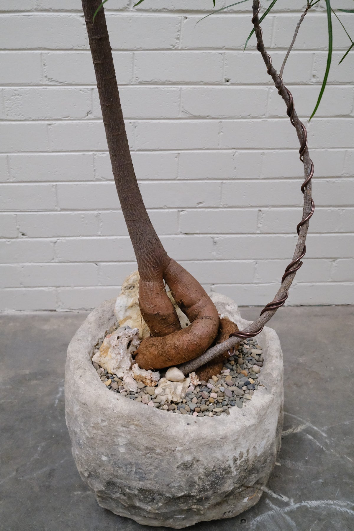 Queensland Bottle Tree Forest Duo + Round Limestone Planter