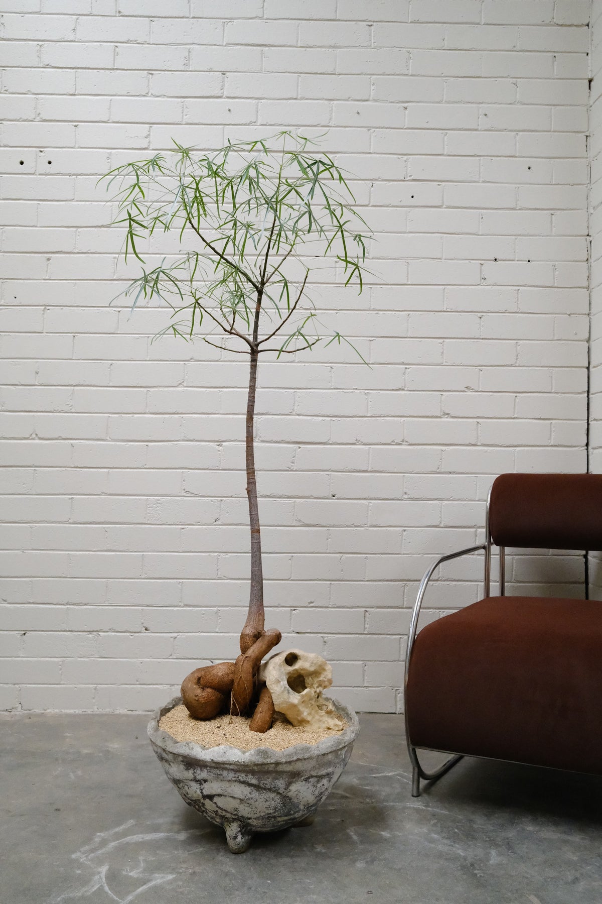Queensland Bottle Tree + Mid-Century Concrete Bowl