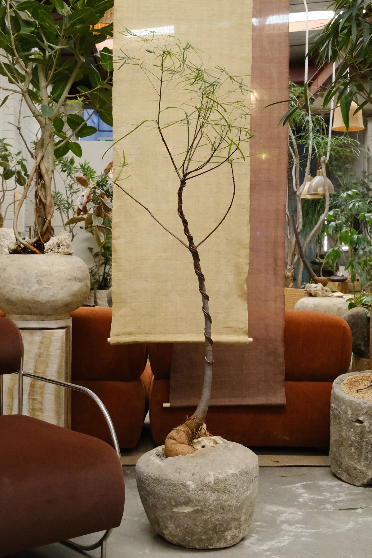 Queensland Bottle Tree + Vintage Limestone Planter