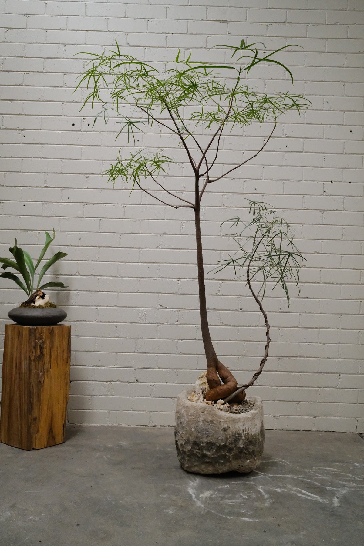 Queensland Bottle Tree Forest Duo + Round Limestone Planter