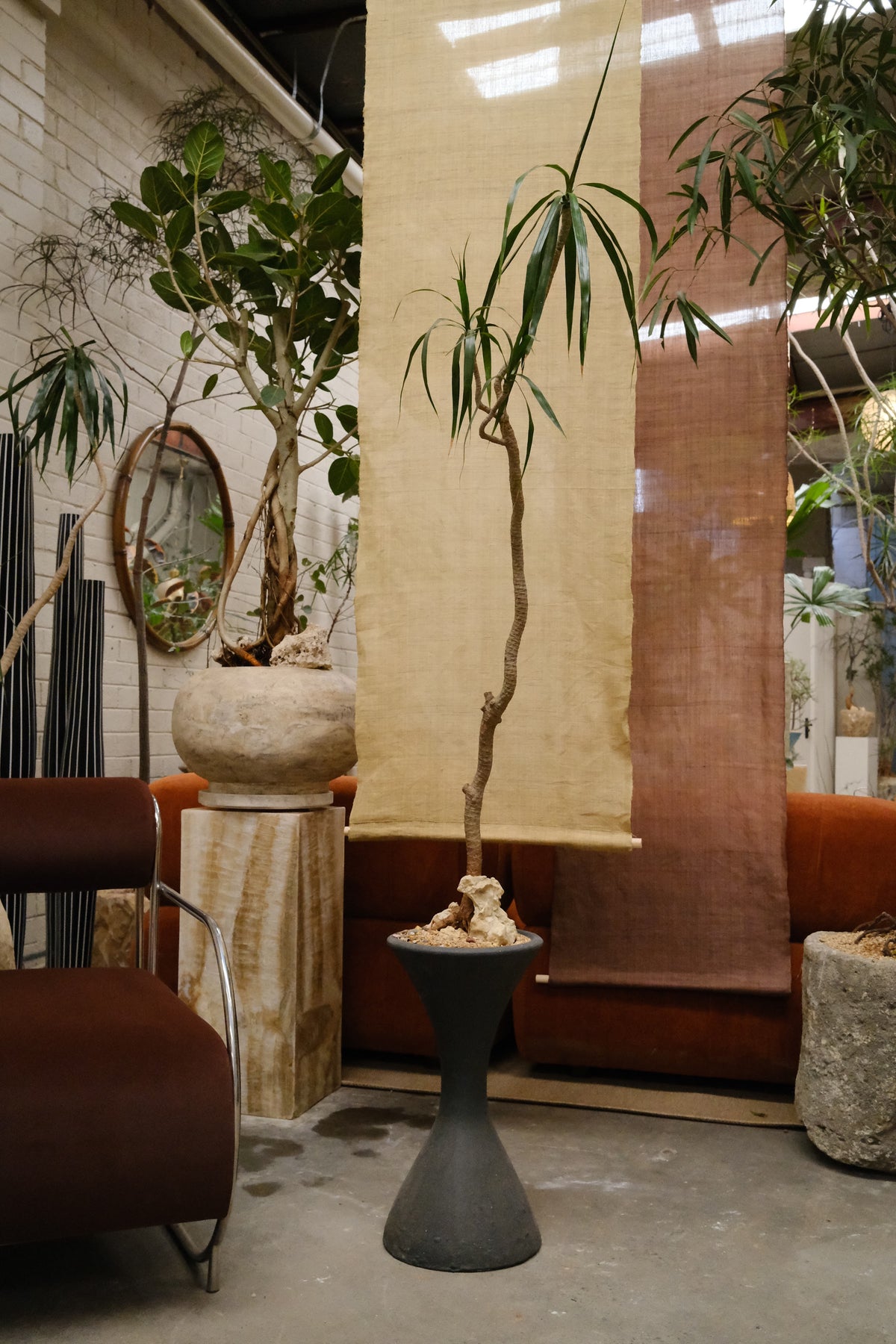 Dragon Tree + Conical Planter, Black
