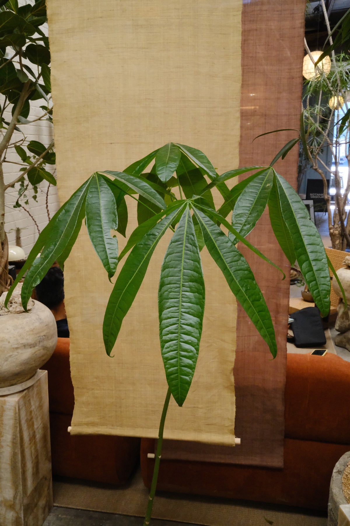 Money Tree + Speckled Terracotta Egg