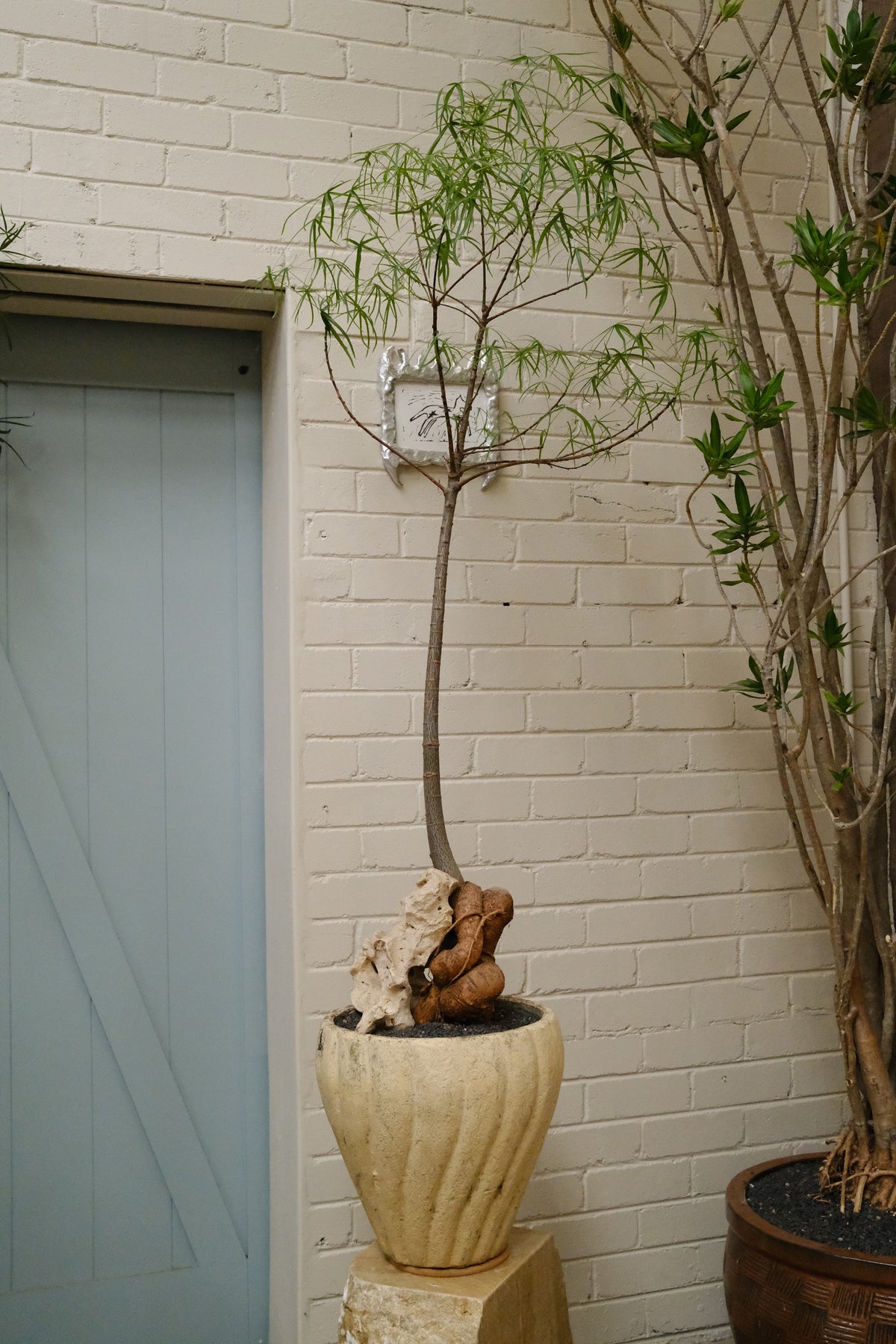 Queensland Bottle Tree + Mid-Century Tulip Planter