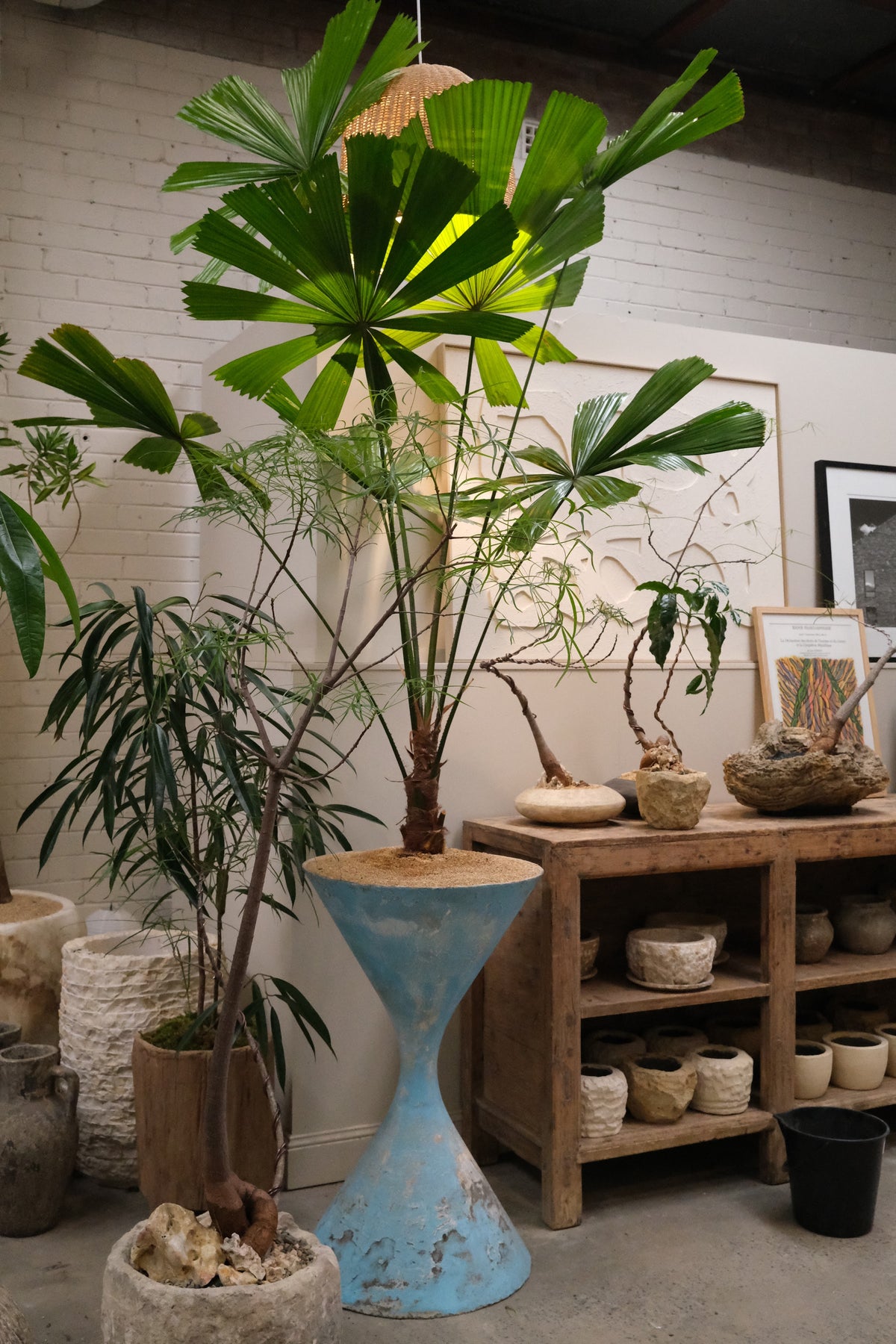 Queensland Fan Palm + Vintage Willy Guhl Diabolo