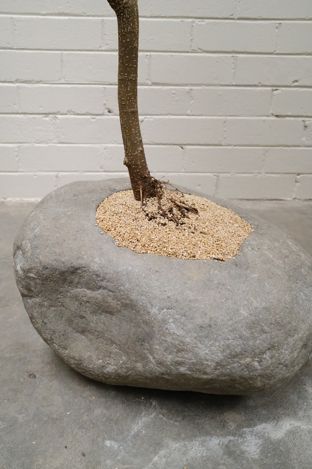 Banana Leaf Ficus + River Stone Planter