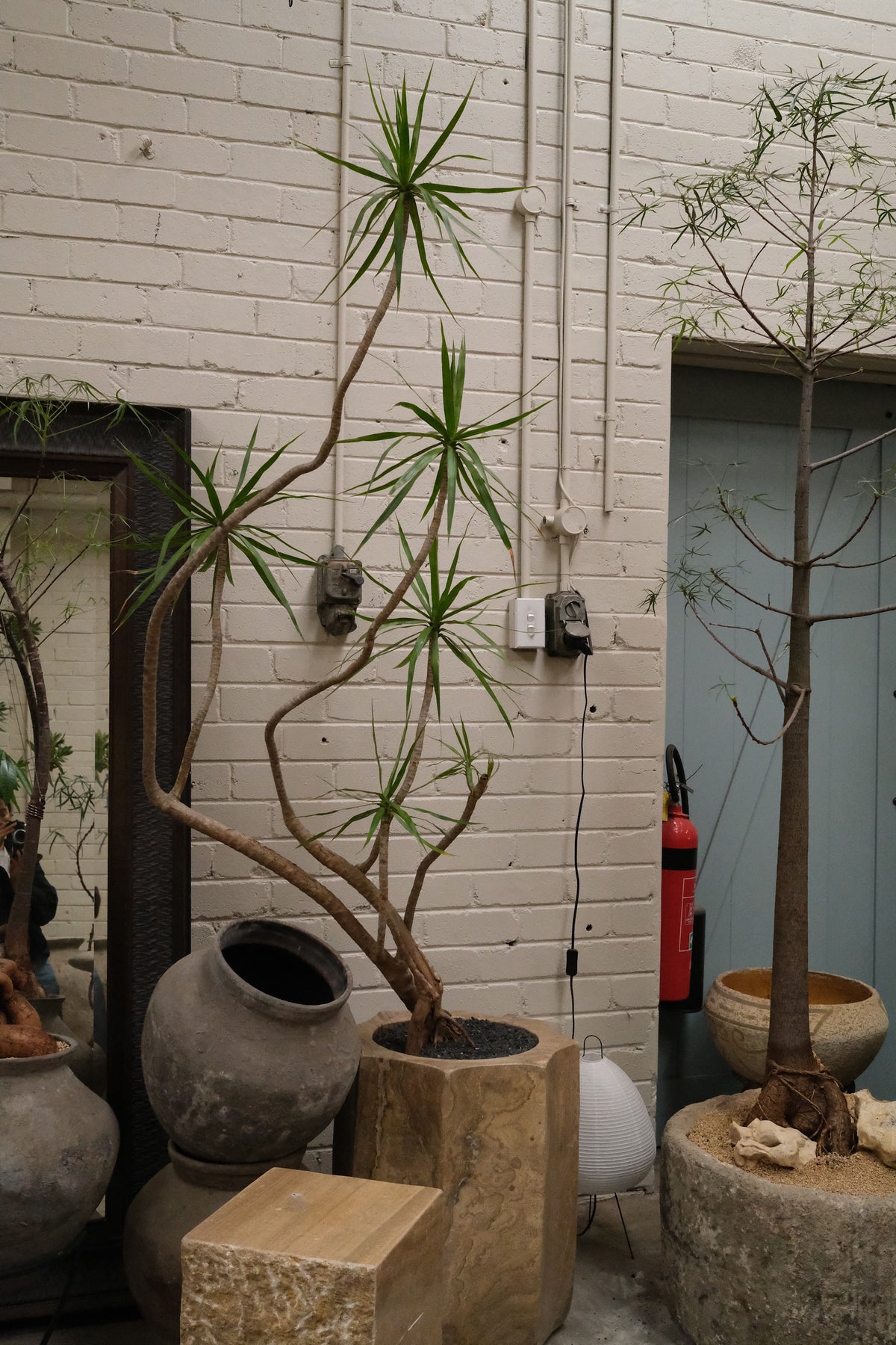 Dragon Tree + Hex Onyx Planter