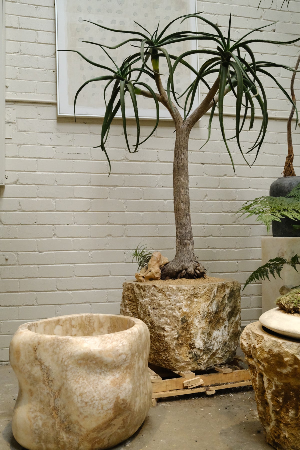 Tree Aloe + Raw Onyx Planter