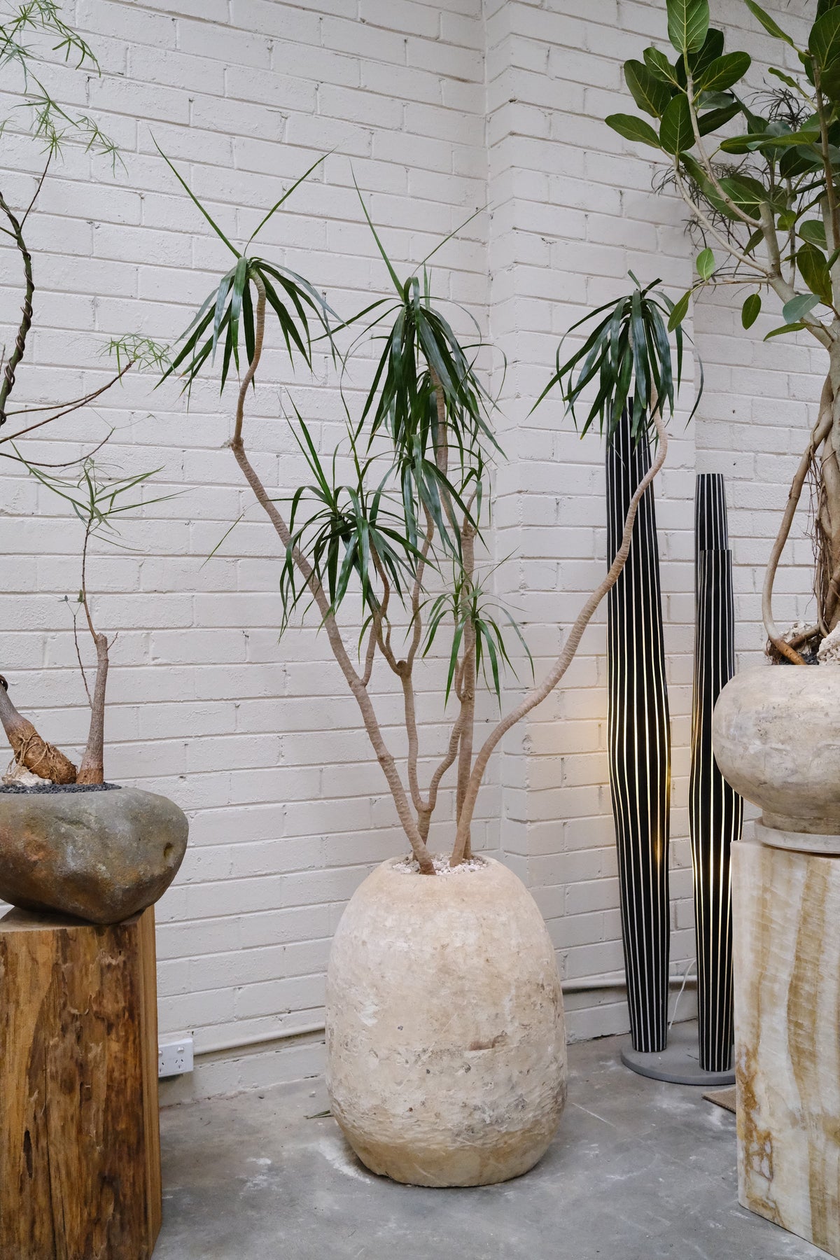 Multi-Head Dragon Tree + Vintage Limestone Egg