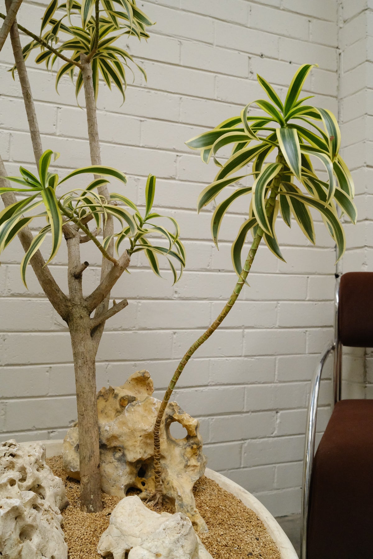 Song of India + Off Kilter Planter, White