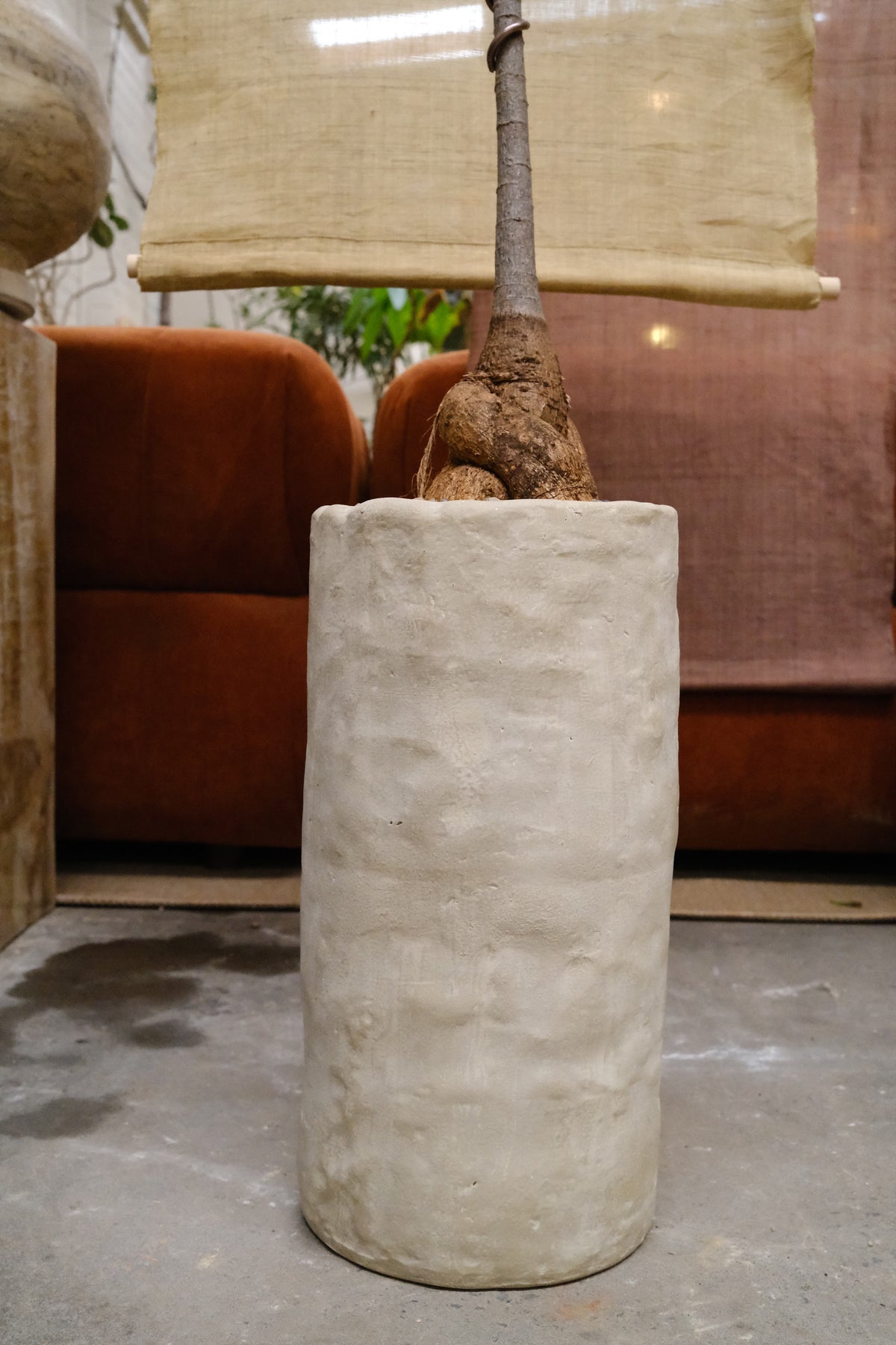 Queensland Bottle Tree + Tall Terracotta Vessel