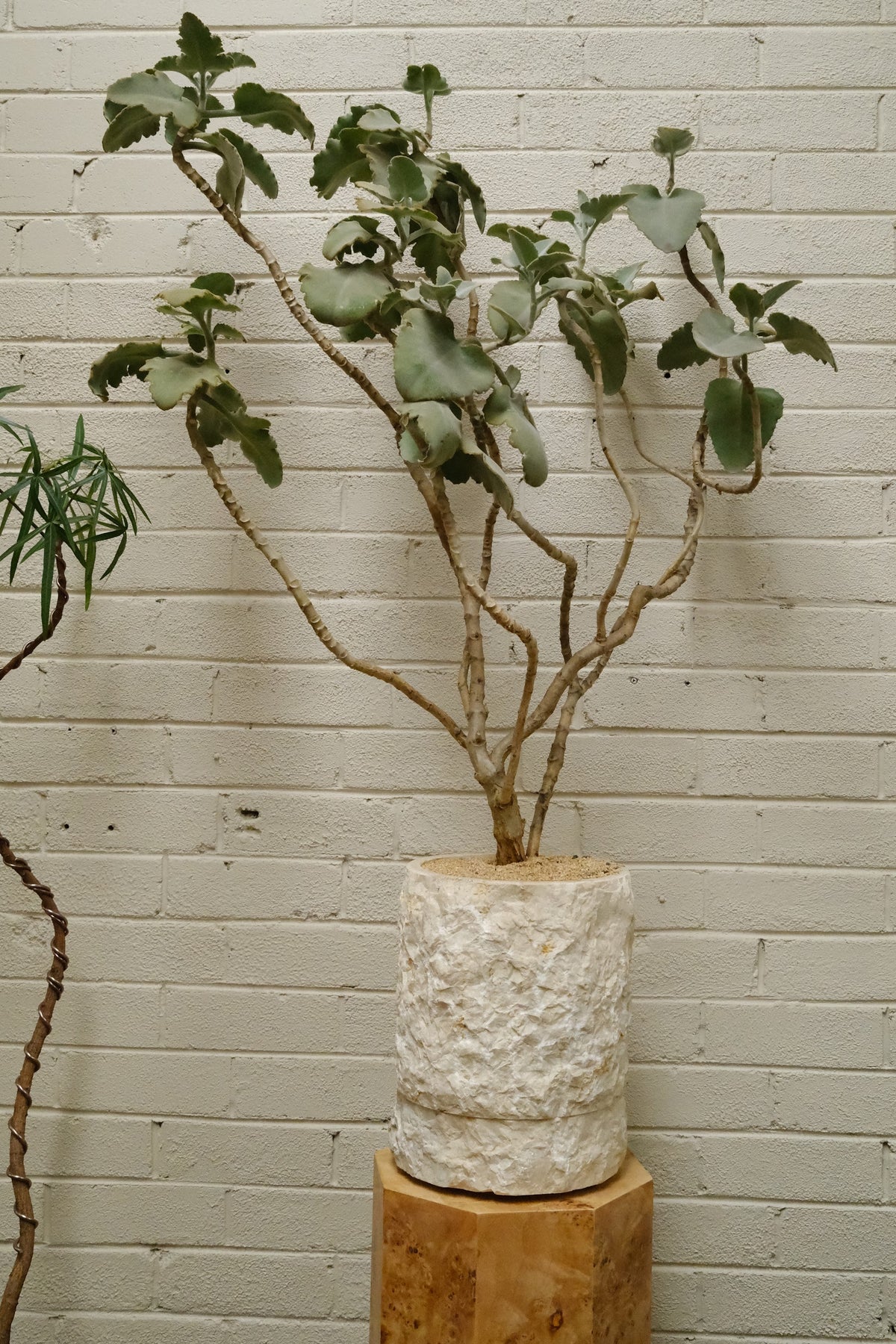Felt Bush + Onyx Alba Planter, Rough Cut