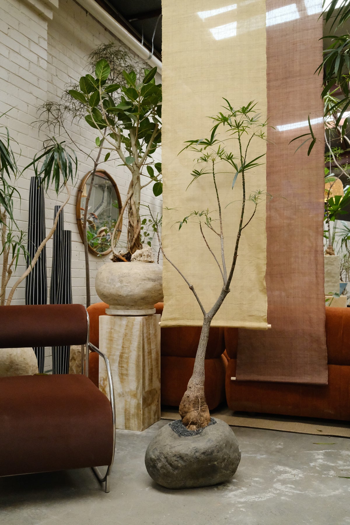 Queensland Bottle Tree + River Stone Planter