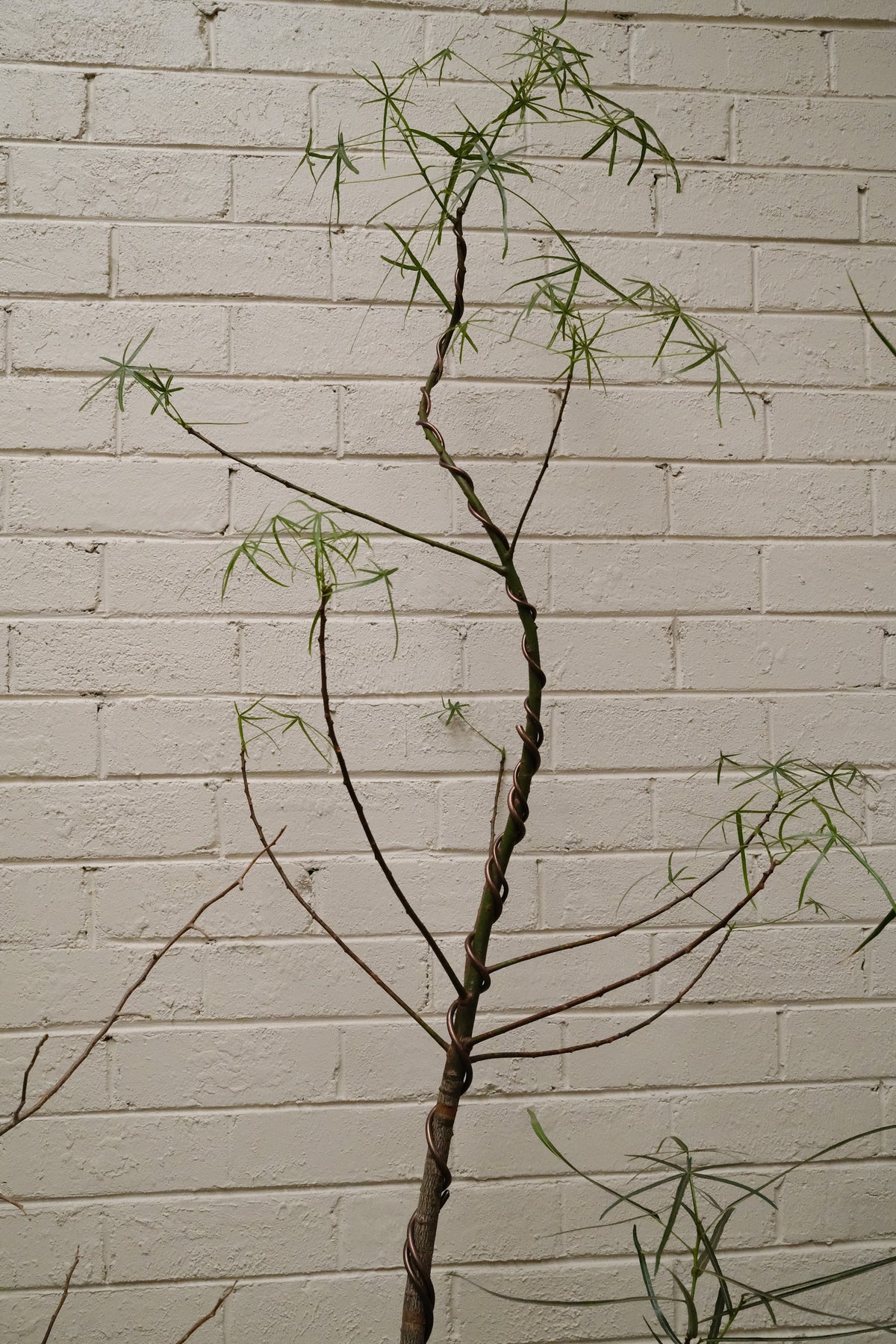 Queensland Bottle Tree Forest Duo + River Stone Planter