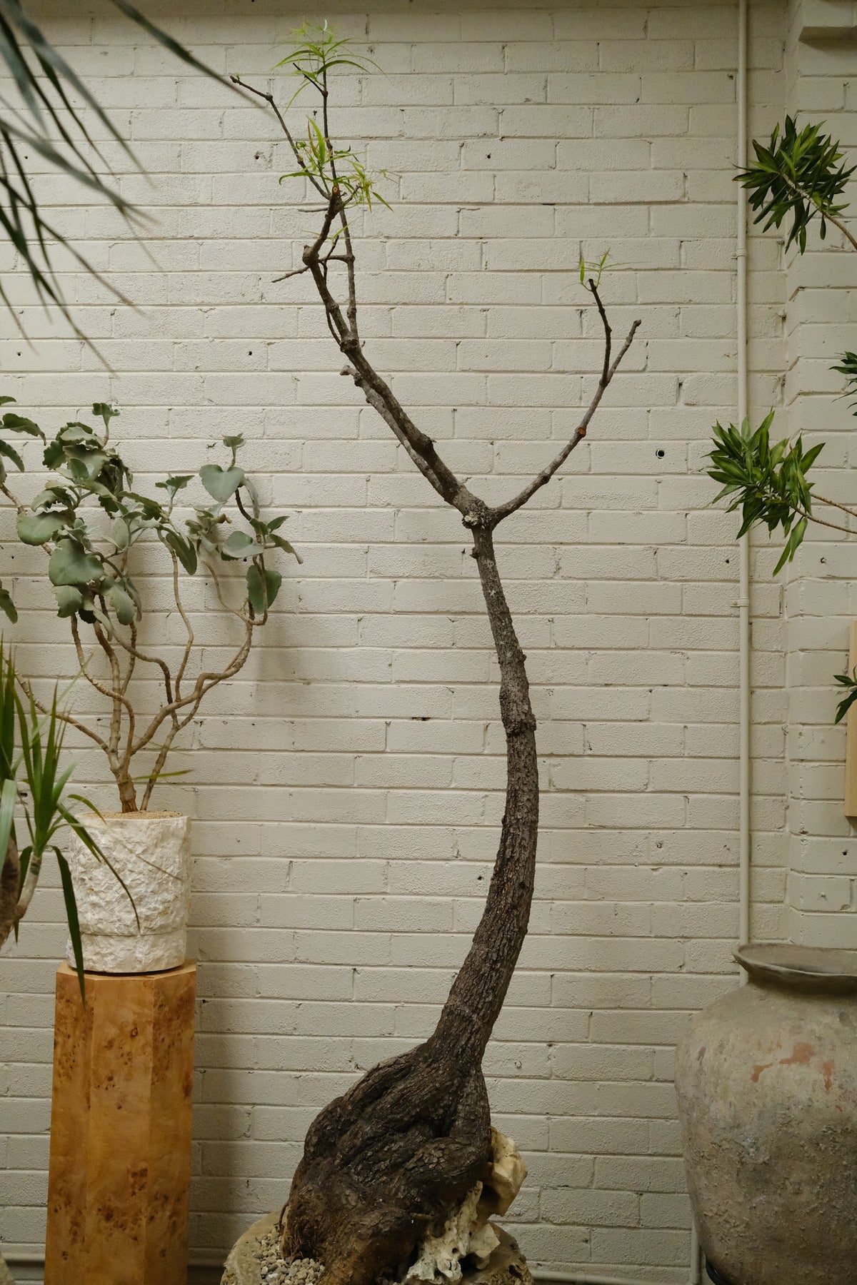 Mature Queensland Bottle Tree + Raw Onyx Planter