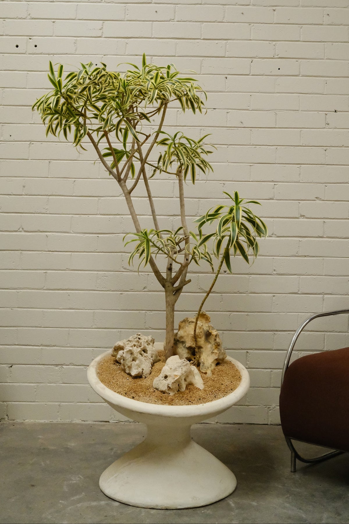 Song of India + Off Kilter Planter, White