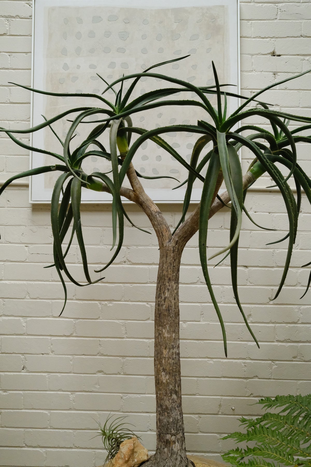Tree Aloe + Raw Onyx Planter