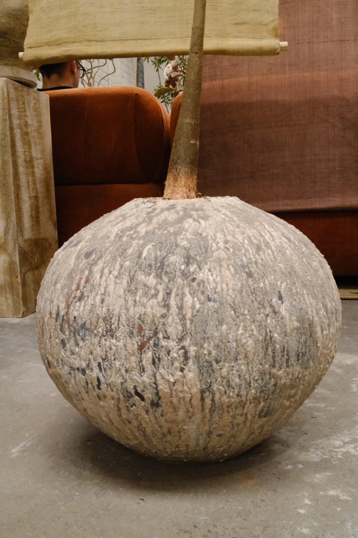 Money Tree + Speckled Terracotta Egg