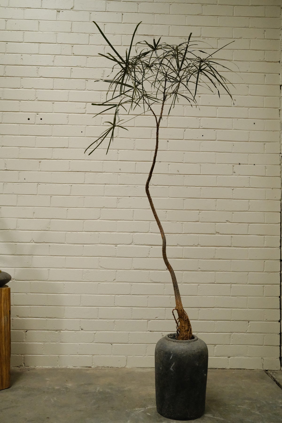 Queensland Bottle Tree + Lunar Drift Planter, Noir