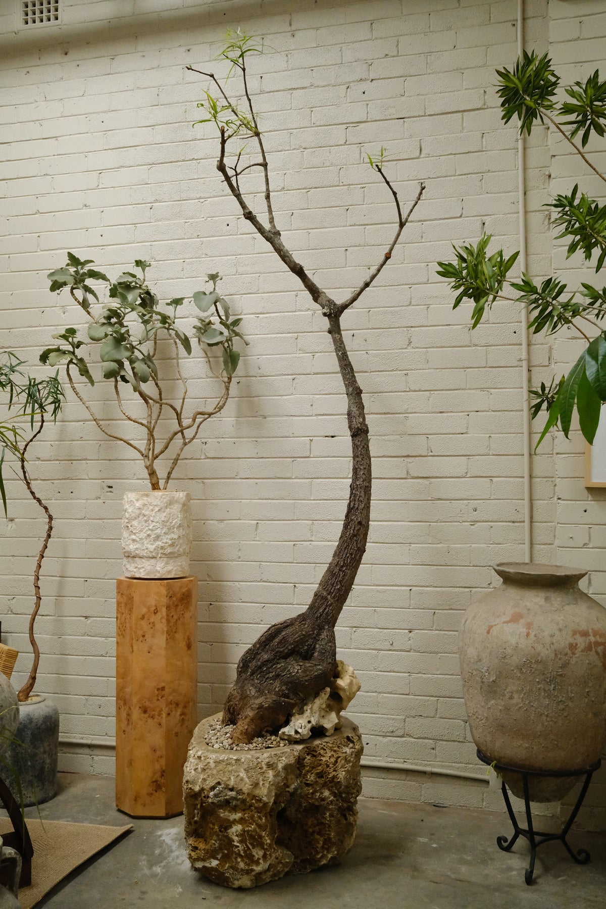 Mature Queensland Bottle Tree + Raw Onyx Planter