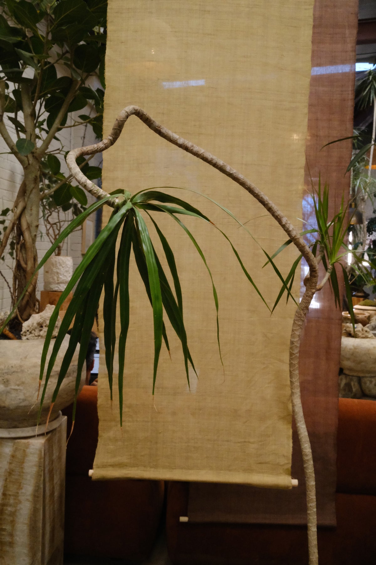 Dragon Tree + Solstice Planter, White