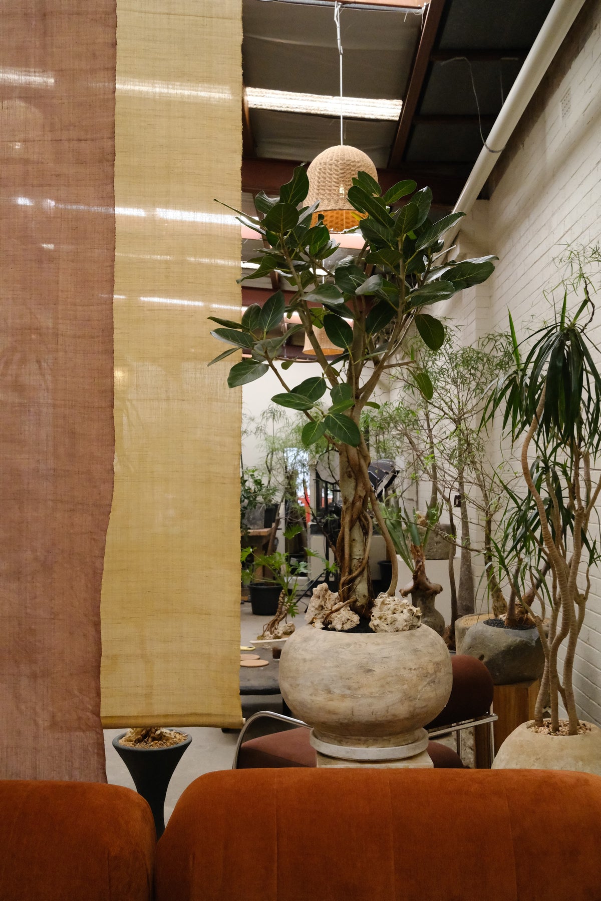 Ficus Audrey + Solstice Orb Planter