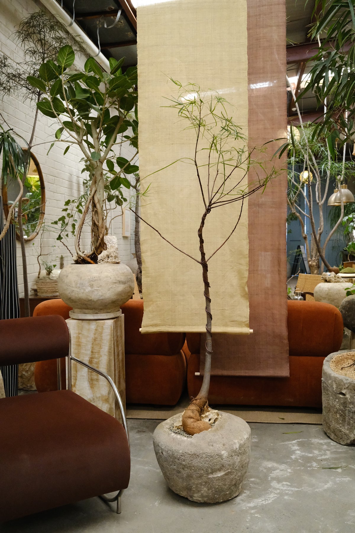 Queensland Bottle Tree + Vintage Limestone Planter