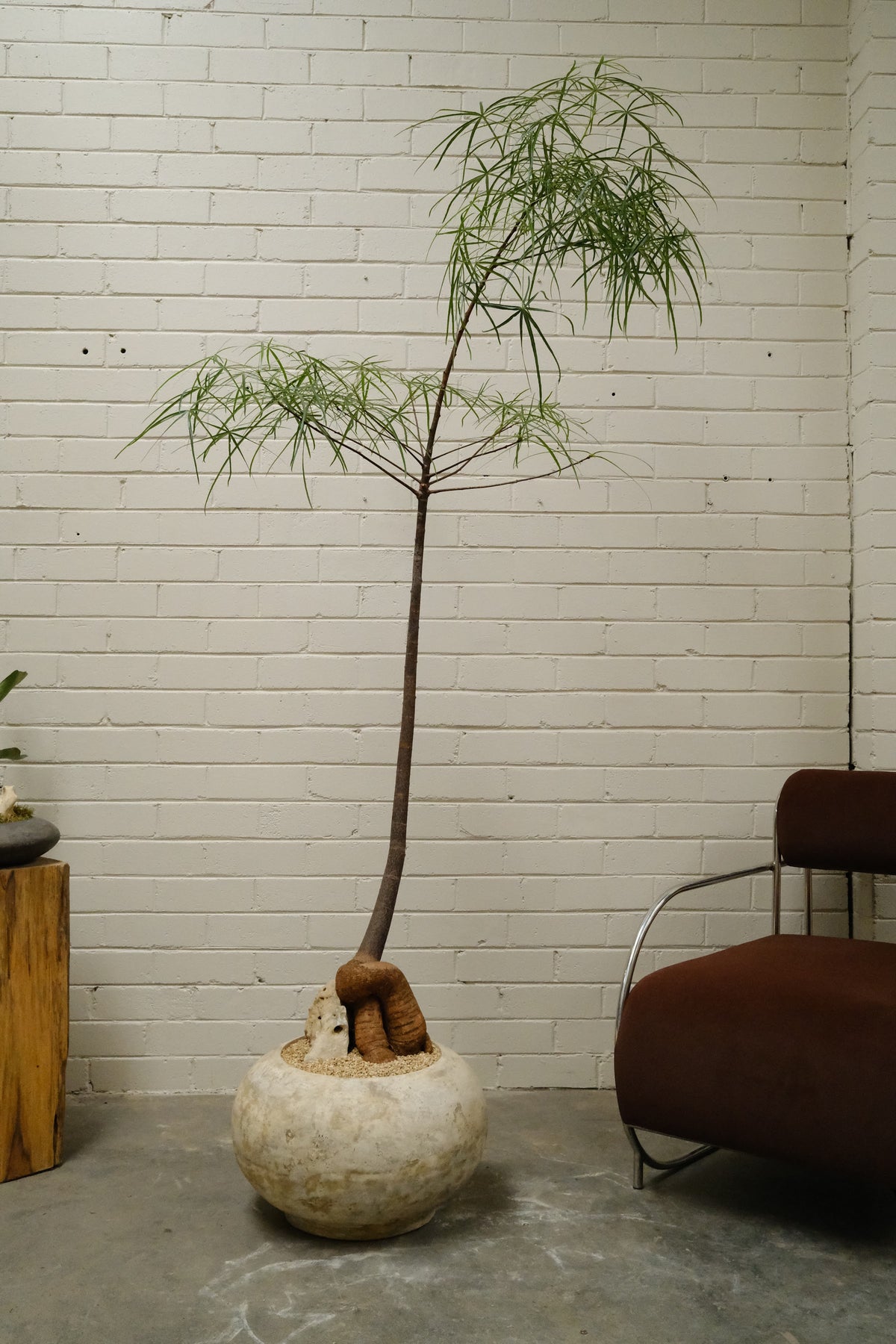 Queensland Bottle Tree + Solstice Orb Planter