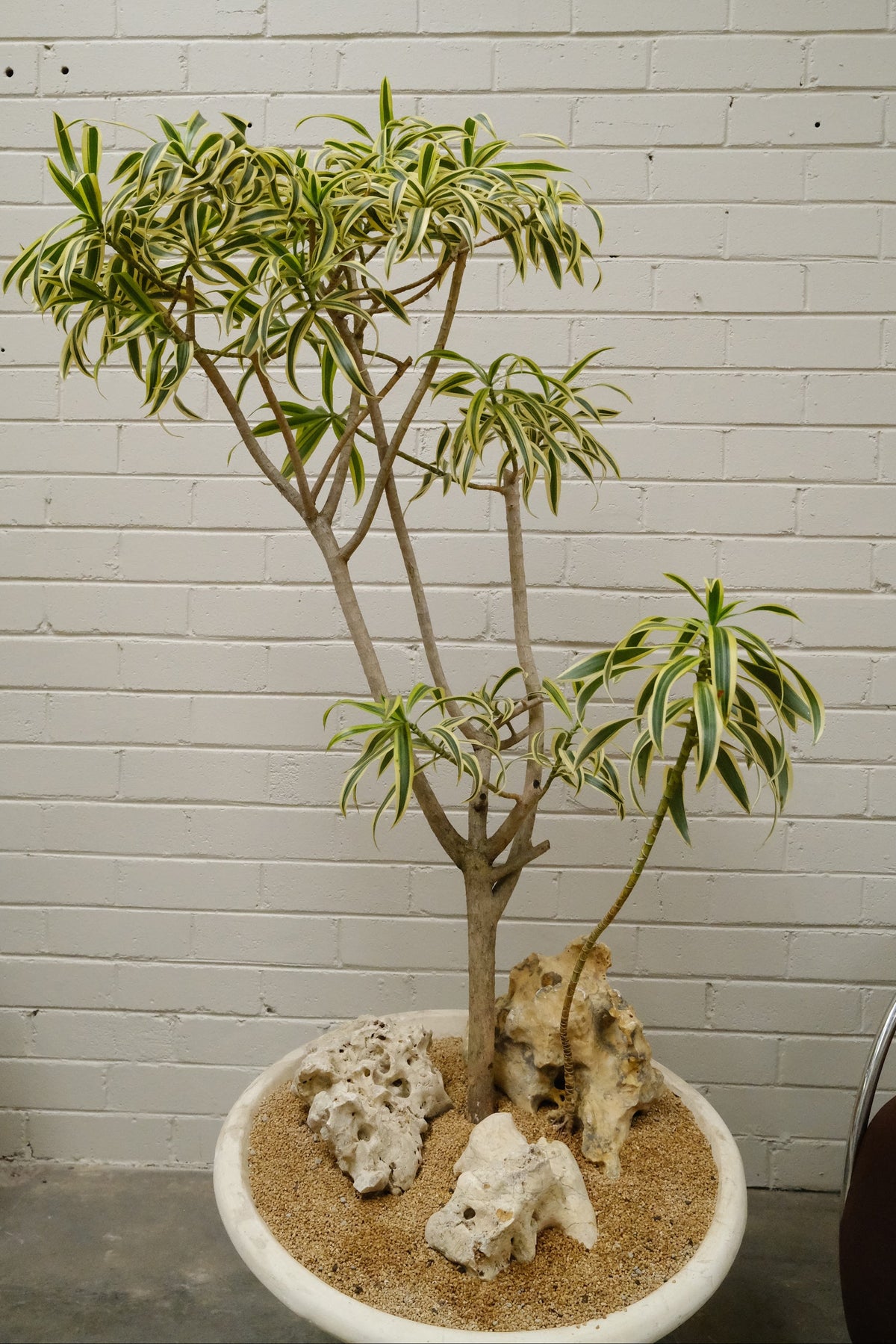 Song of India + Off Kilter Planter, White