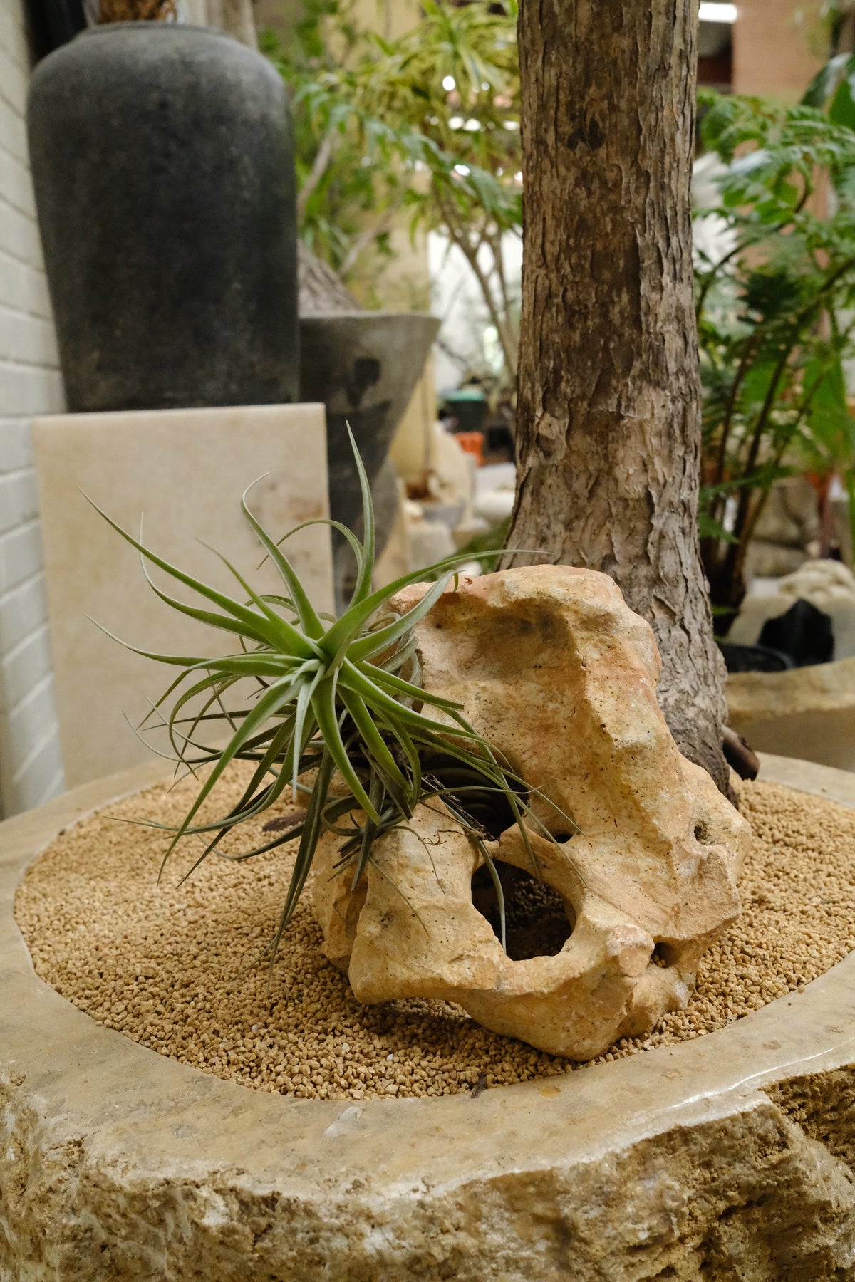 Tree Aloe + Raw Onyx Planter