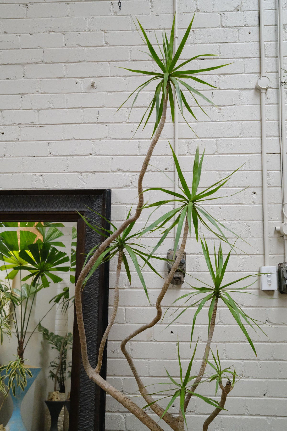 Dragon Tree + Hex Onyx Planter