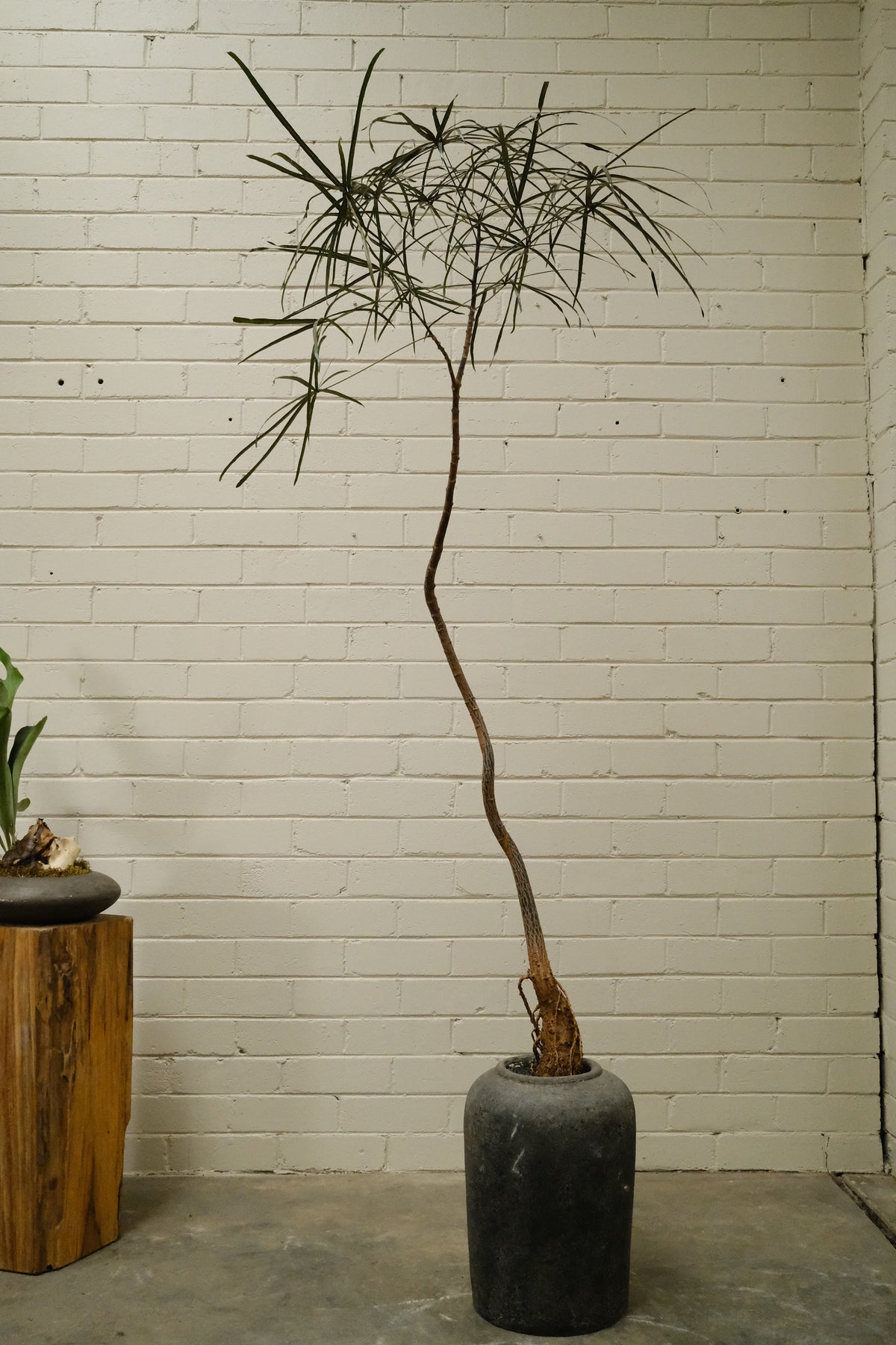 Queensland Bottle Tree + Lunar Drift Planter, Noir