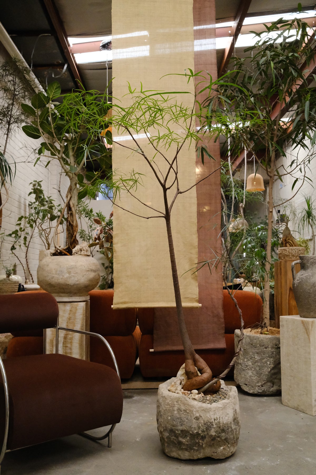 Queensland Bottle Tree Forest Duo + Round Limestone Planter