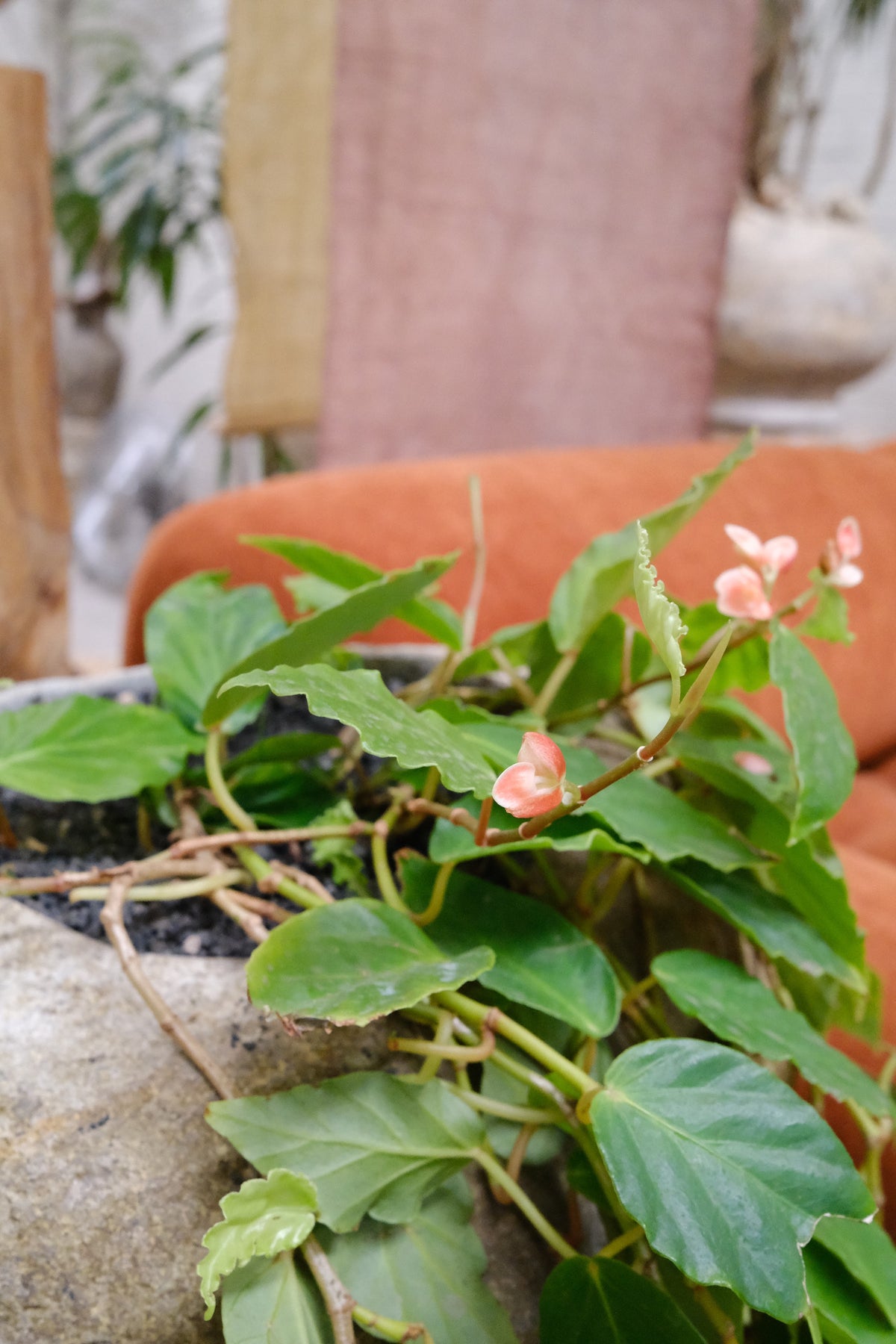 Shrimp Begonia + River Stone Planter