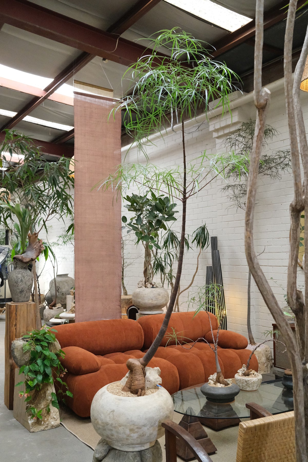 Queensland Bottle Tree + Solstice Orb Planter