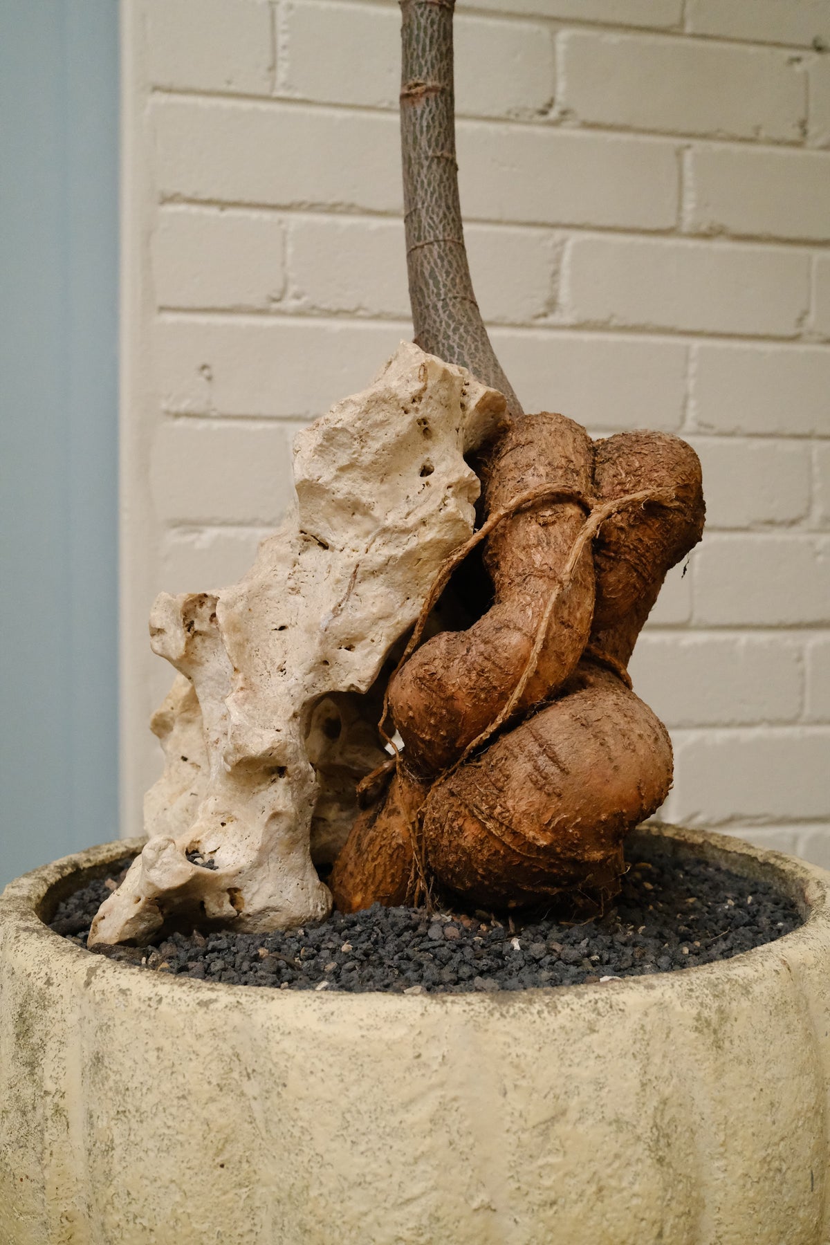 Queensland Bottle Tree + Mid-Century Tulip Planter