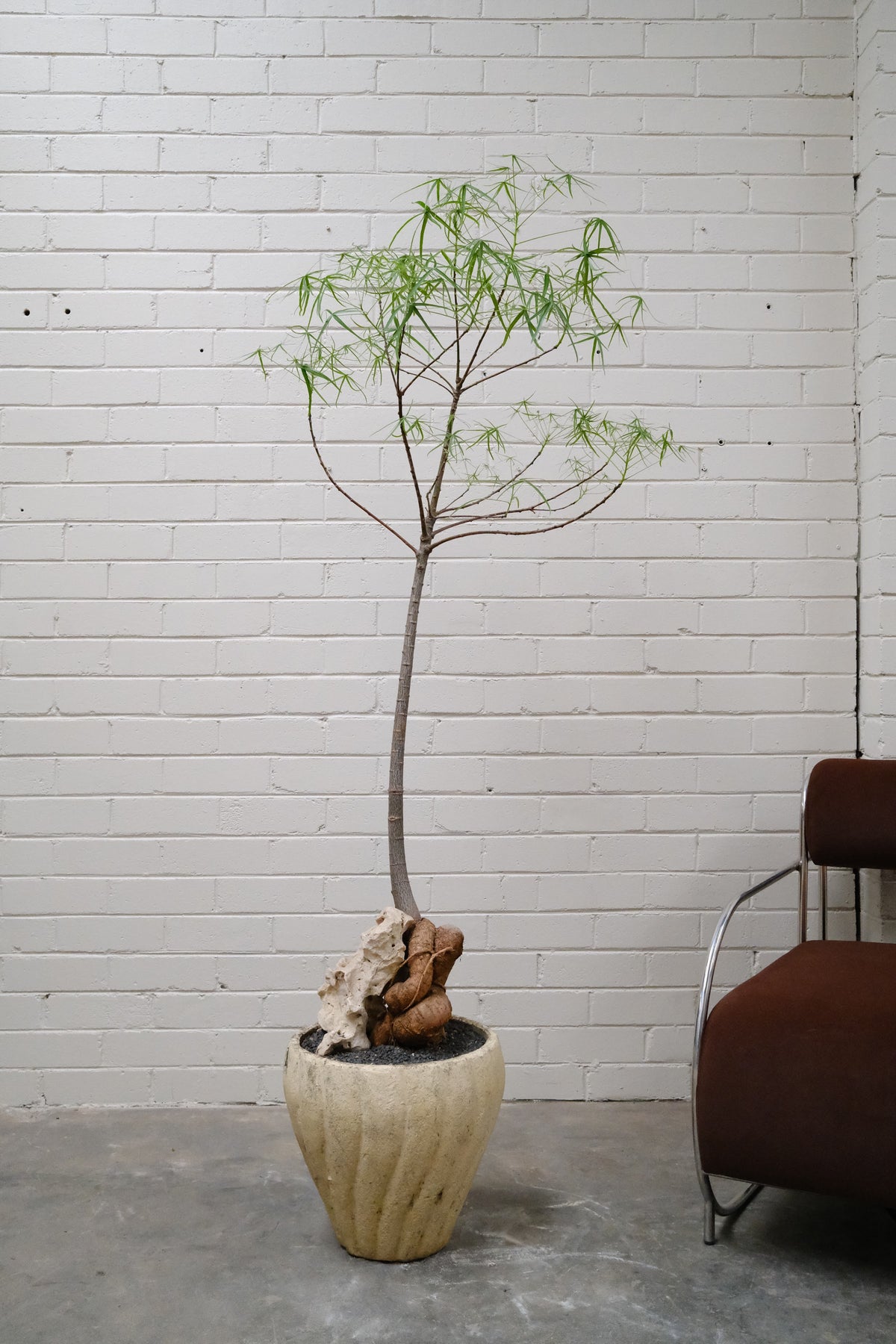 Queensland Bottle Tree + Mid-Century Tulip Planter