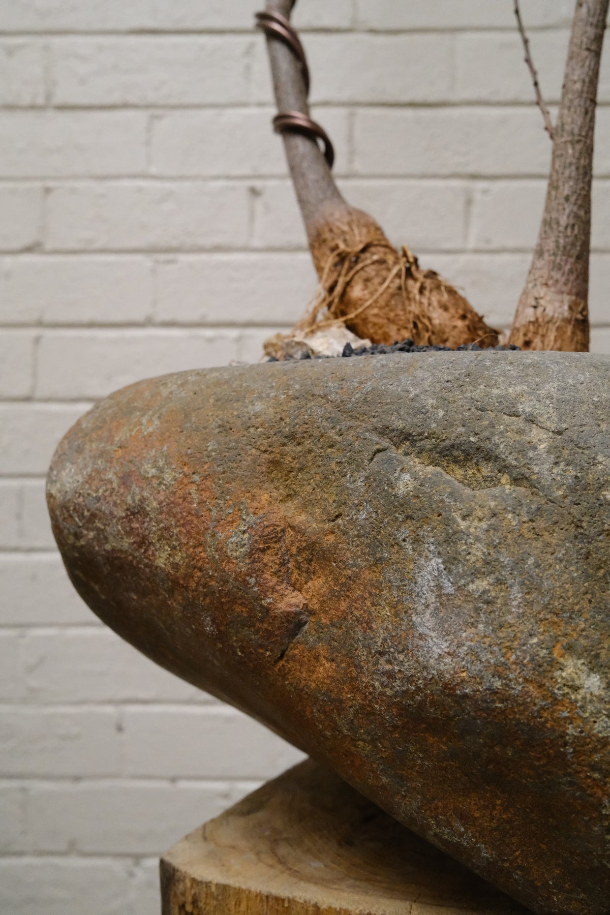 Queensland Bottle Tree Forest Duo + River Stone Planter