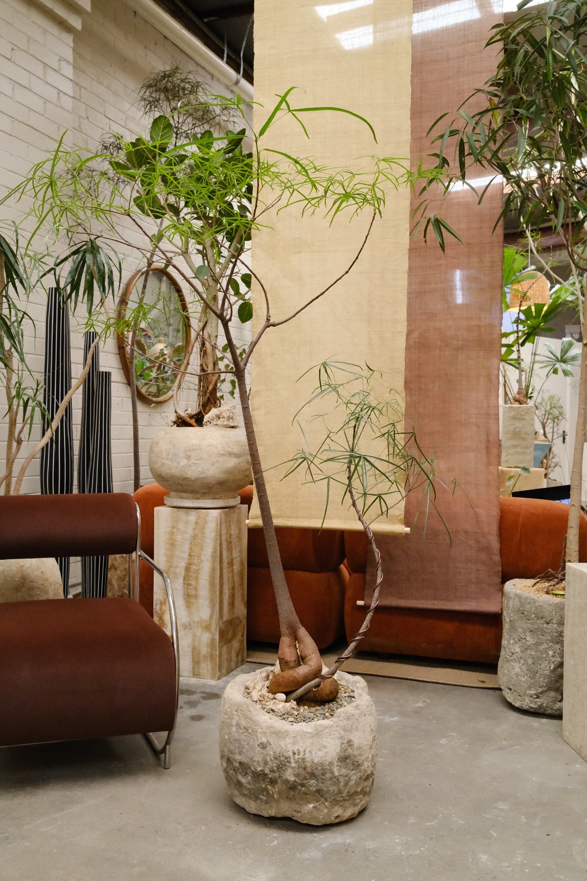 Queensland Bottle Tree Forest Duo + Round Limestone Planter