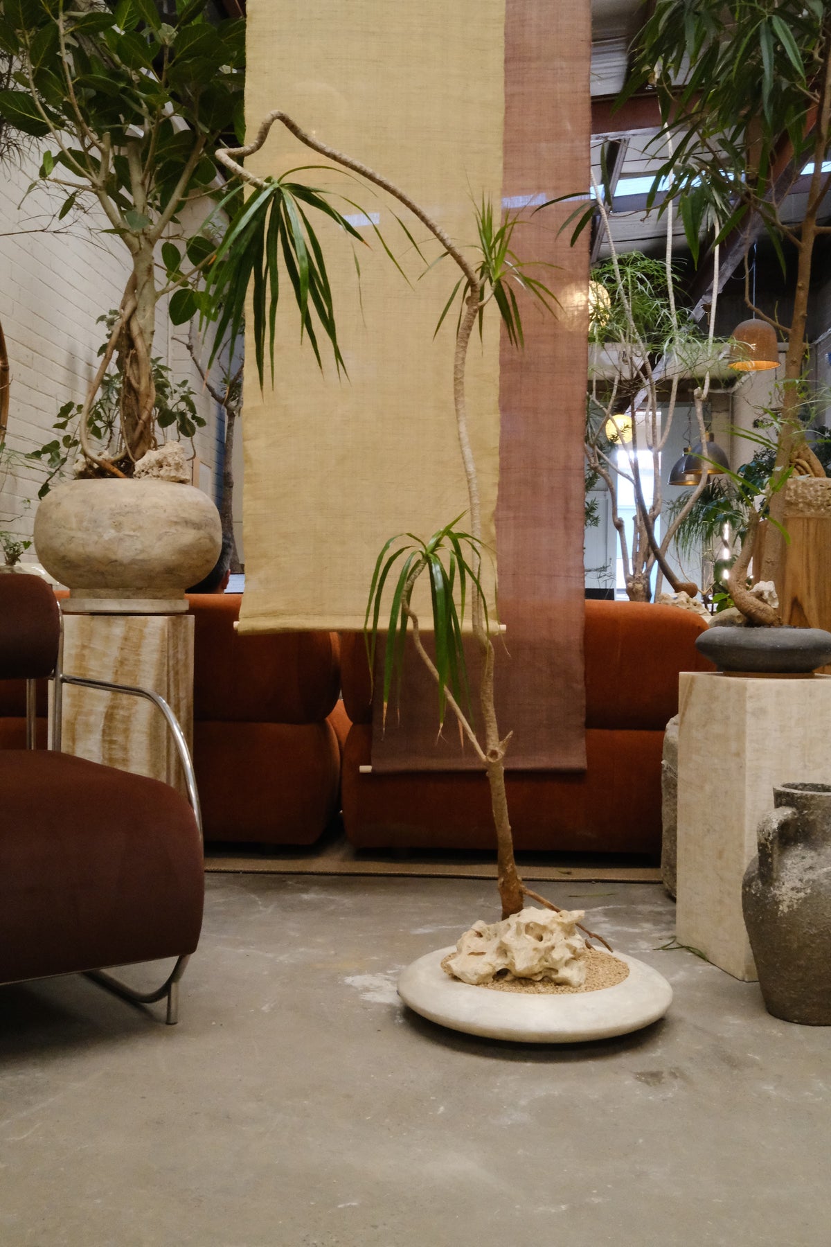 Dragon Tree + Solstice Planter, White