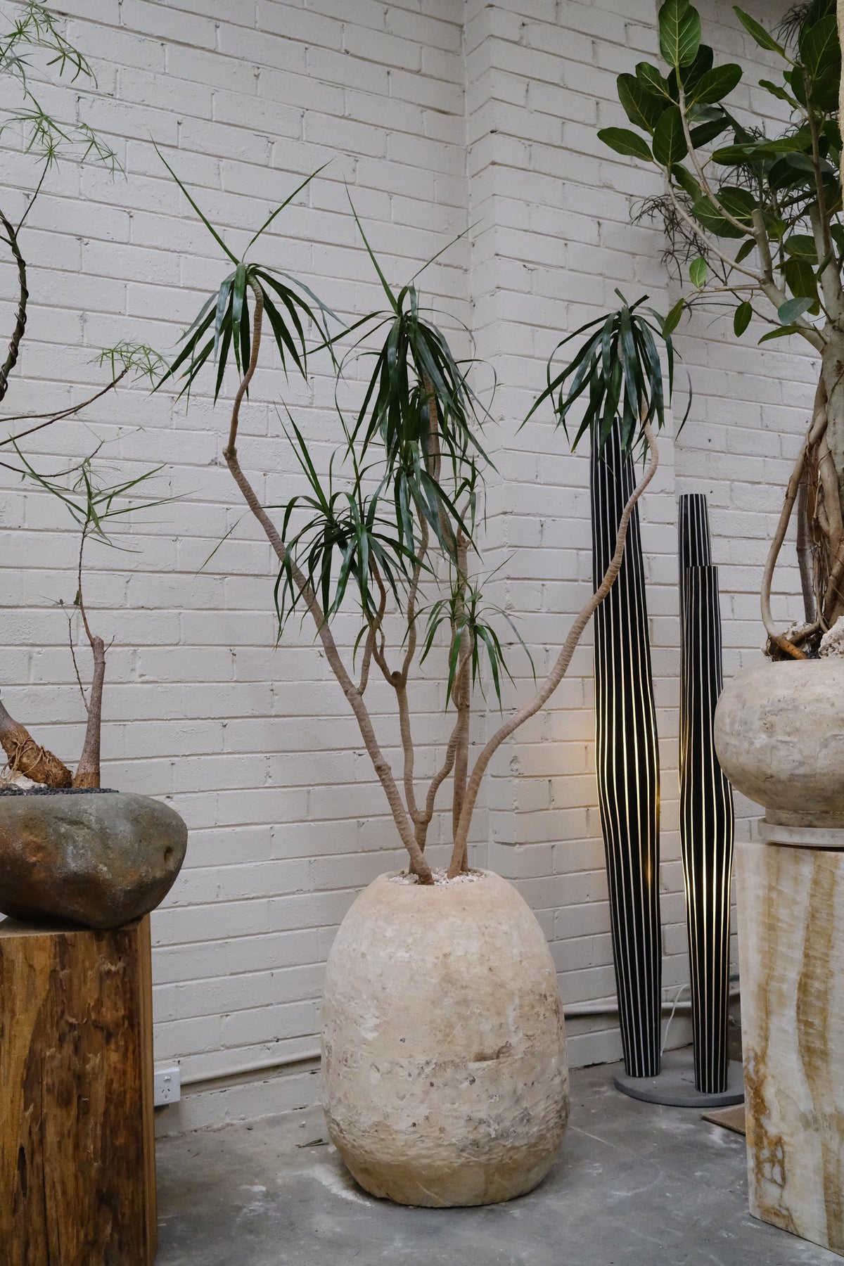 Multi-Head Dragon Tree + Vintage Limestone Egg